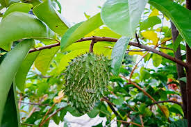 Soursop Leaf Extract