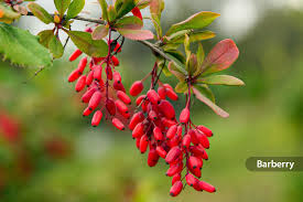 Berberine